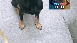 استوری جدید لیسا