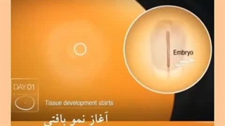 مراحل تکامل جنین مرغ