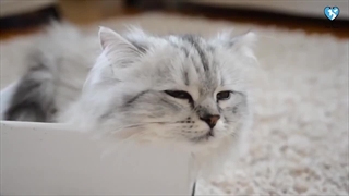 کارهایی که آدما می کنن و ما گربه ها ازش متنفریم