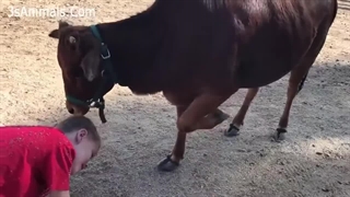 بهترین فیلم های خنده دار حیوانات خانگی و کودکان