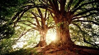 درختان وزن زیادشون رو از کجا میارن؟ چطوری آب رو تا نوک درخت بالا می‌کشن؟