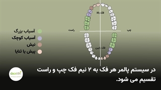 شماره گذاری دندان ها به روش پالمر (روش رایج)