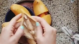 کاشت درخت انبه