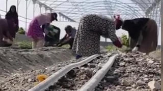 تولید و فروش نوار تیپ آبیاری سایز 20 و لوله آبیاری سایز 16 در تهران