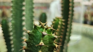 کاکتوس تجارت سبز