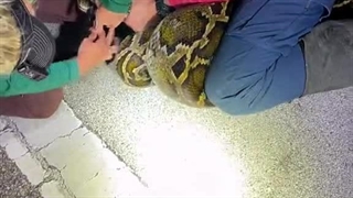 شکار بزرگترین مار پیتون در آمریکا به طول 6 متر