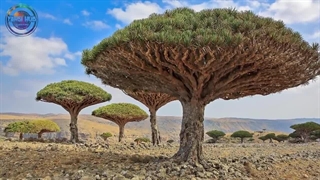 خطرناک ترین درختان جهان که هرگز نباید به اون ها دست بزنید