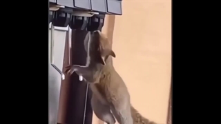 پوزیشن های بامزه از حیوانات