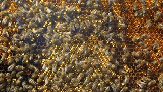 زنبورهای عسل قسمت 1 {عسل ناب ارگانیک}