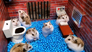 فرار همستر از پیچ و خم زندان در زندگی واقعی