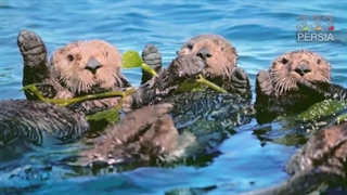 ده نکته جالب درباره سمور آبی