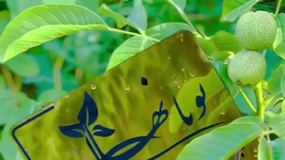 نهال گردو پرورشی پویا نهال