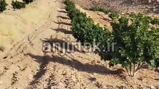 درخت انجیر خشک استهبان فاصله کاشت ۱۲در ۱۲