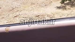 درخت انجیر شکل درخت انجیر و اندازه درخت انجیر استهبان انجیرتک