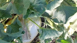 خربزه محلی خوشمزه