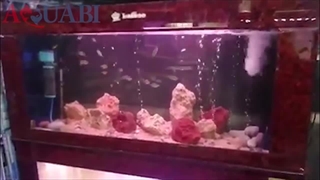 ماهی پیرانا