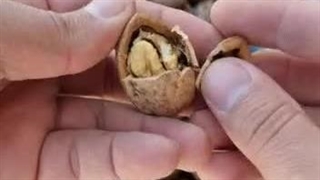 گردو ایرانی