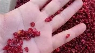 زرشک پفکی امسالی