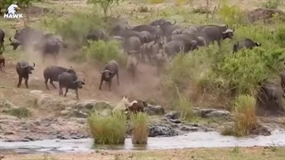 مستند حیوانات