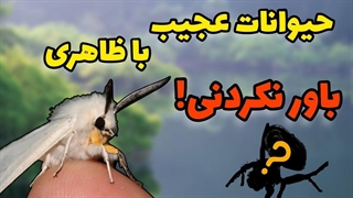دانستنی حیوانات : عجیب ترین حیوانات جهان که تاکنون ندیده اید