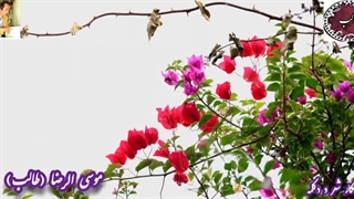 غزلیات فاخر | غزلیات ماندگار طالب | شعر غزل مکاشفات لبان یار | دکلمه شعر | صدای شاعر