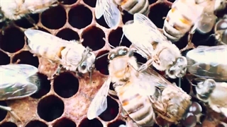 معرفی زنبور ملکه , کارگر , نر