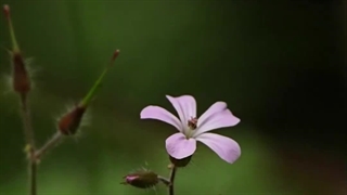 طبیعت گردی با نالینو