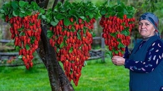 شیرینی توت فرنگی تازه: بدون شکر، در طبیعت