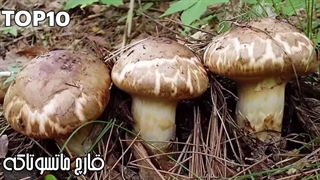 گرانترین غذا های دنیا:۱۰ تا از لوکس ترین و گرون ترین غذاهای جهان