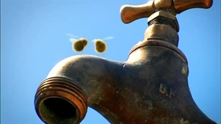 زندگی خصوصی حشرات قسمت 3 : داستان عاشقانه