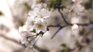 {رمان کره ای پیانیست}(پارت دهم قسمت اول)[گزارش نشه لطفا]