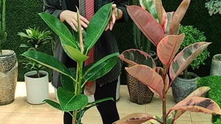 روش نگهداری گیاه فیکوس شرابی و سبز (0 تا 100 ) گلخانه سانا گل