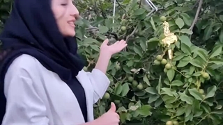 نهال گردو ژنوتیپ کاناداییتیپ ۹