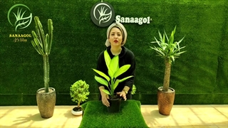 روش نگهداری دیفن کاملیا (5 نکته طلایی)|سانا گل