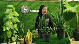 روش نگهداری سانسوریا (5 نکته طلایی)|سانا گل