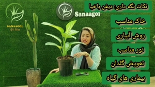 روش نگه داری گیاه آپارتمانی دیفن باخیا|گلخانه سانا گل