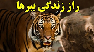 حقایق عجیب و جالب درباره ببرها که شاید نمی دانستید!