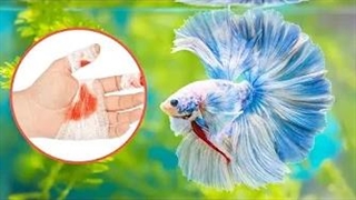 خطرناکترین حیوانات خانگی