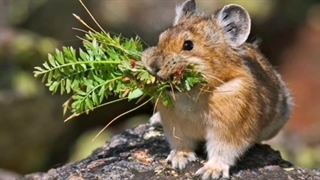 مستند حیات وحش پایکا