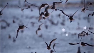 سوره اعراف - ترجمه صوتی و تصویری ۱۱۴ سوره قرآن مهر