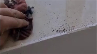 پاک کردن لکه از روی سنگ با واکس سنگ پاراوکس (از بین برنده لکه و براق کننده)