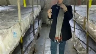 پرورش قارچ 8