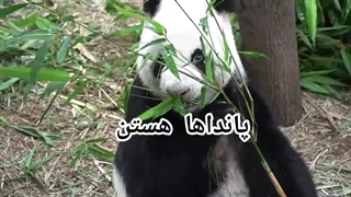 حیواناتی با سودهای میلیون دلاری!!!