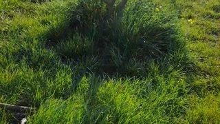 دارابکلا ، تبدیل باغهای میوه به محصول دیگر