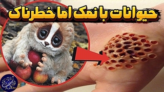 حیوانهای بامزه ای که می توانند شما را بکشند!!