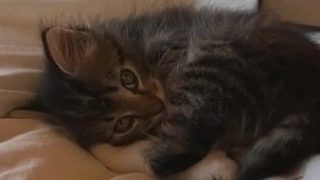 نوزاد 20 ساله:>>>"کپشن"