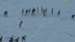 قاره آمریکا