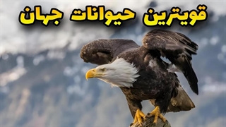 قوی ترین حیوانات دنیا : براساس مقدار خالص قدرت!