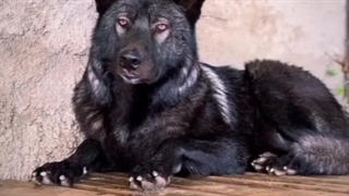 مهدی بابایی ( سوشیانت )