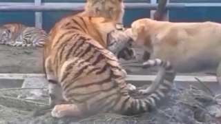 این داستان؛ ببر صبور!